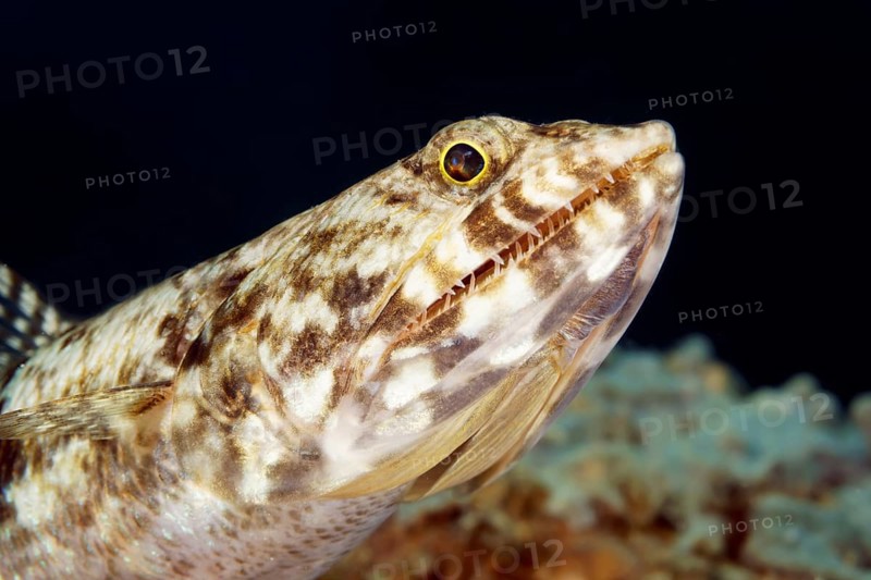 Lizardfish