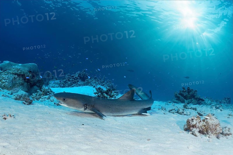 Whitetip reef shark