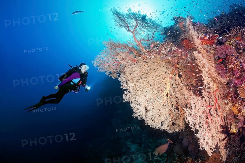 Diver viewing large Melithaea Gorgonian