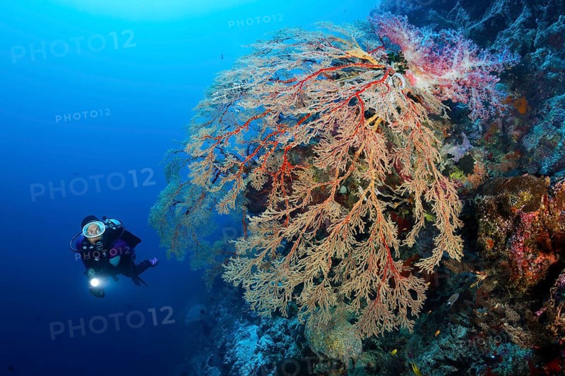 Diver viewing large hanging Melithaea Gorgonian