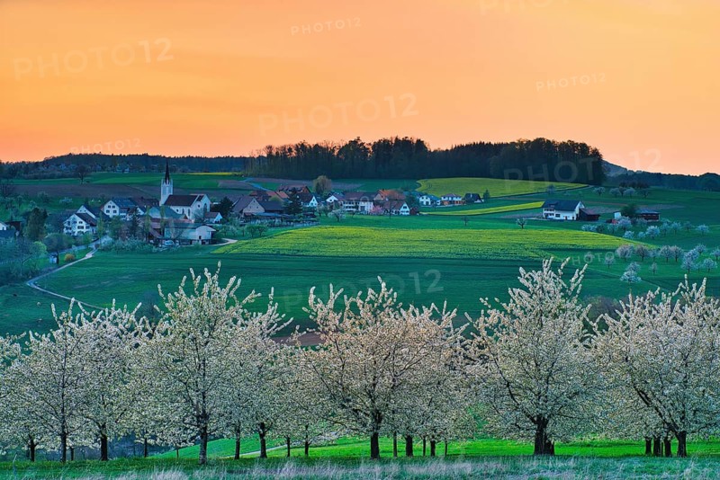 Blossoming cherry trees in the evening