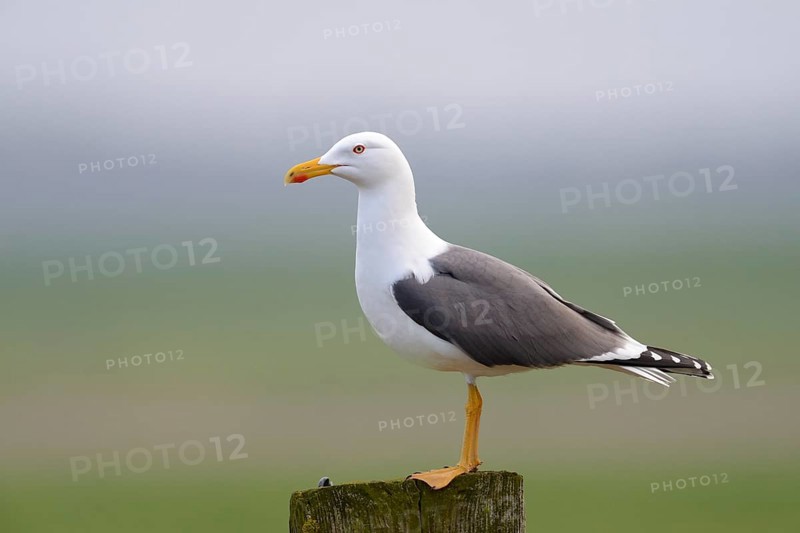 Lesser black-backed gull