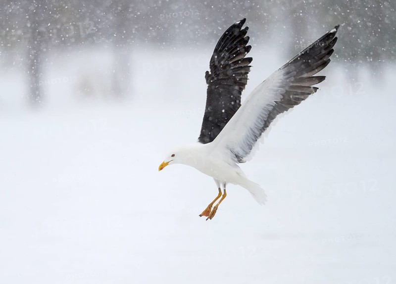 Lesser black-backed gull in flight