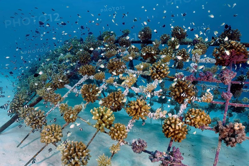 Coral breeding of stony corals