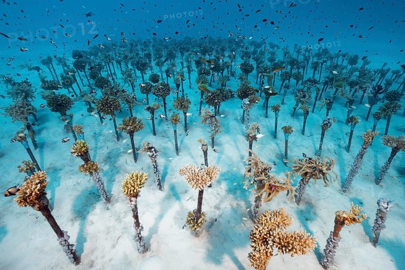 Coral breeding of hard corals