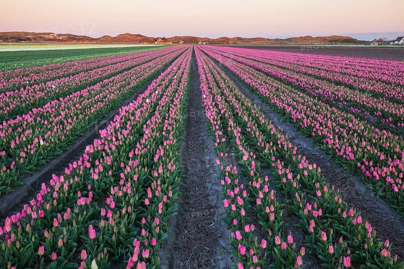 Flower field with tulips