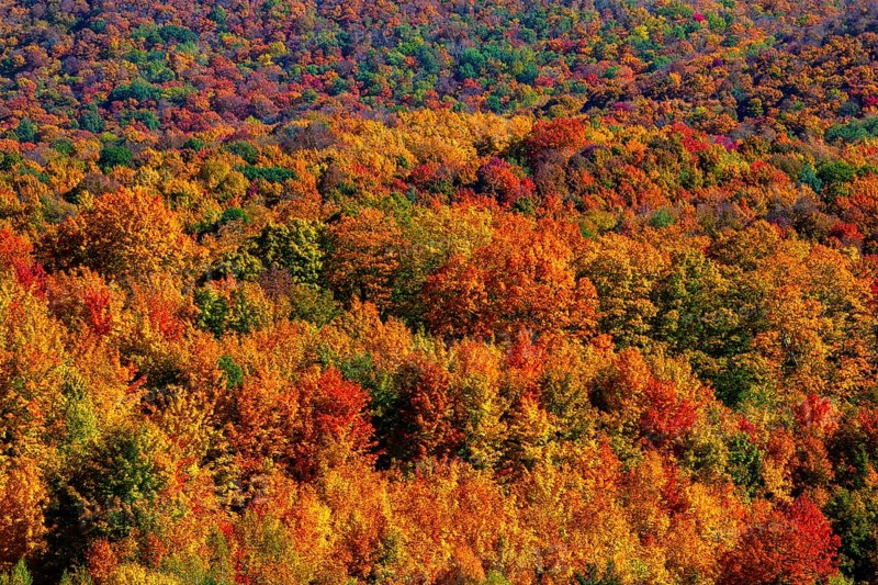 Forest with bright autumn colors Bromont Quebec Canada