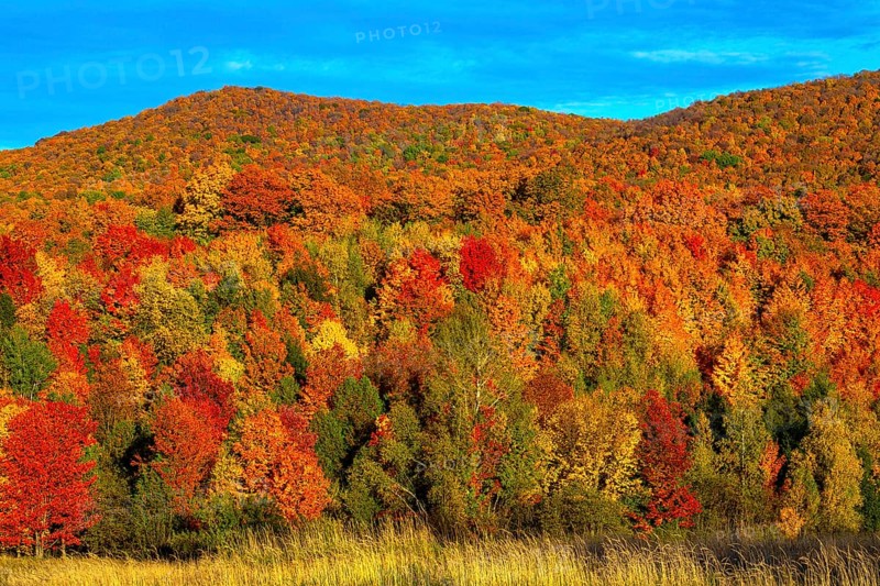 Deciduous forest in bright autumn colours