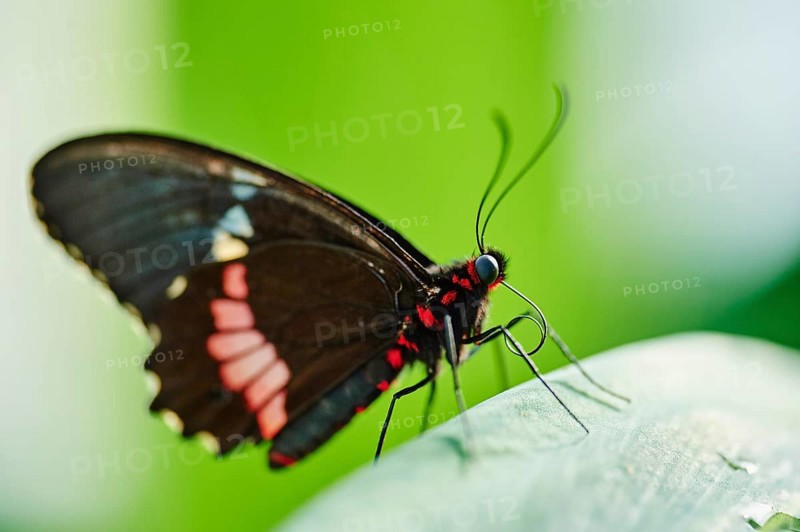 Iphidamas cattleheart
