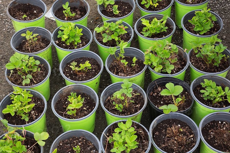 Young strawberry plants