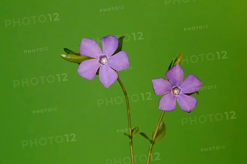 Lesser periwinkle