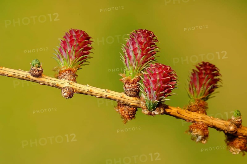 Female flowers of larch