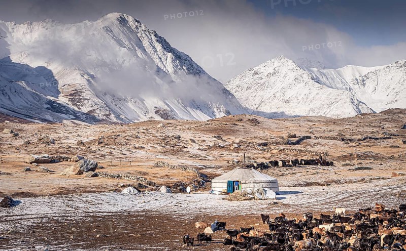 Yurt and flock of sheep in front of snowy Altai Mountains in autumn