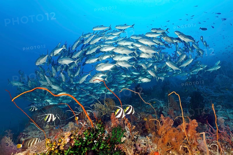 Coral reef with various soft corals