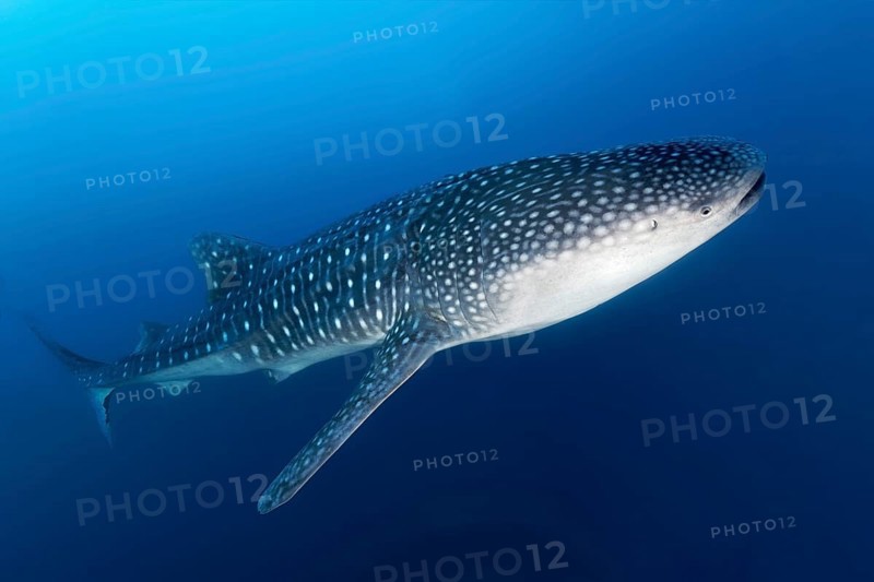 Whale shark