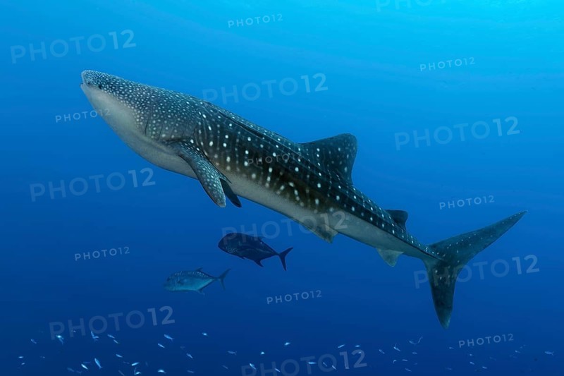Whale shark