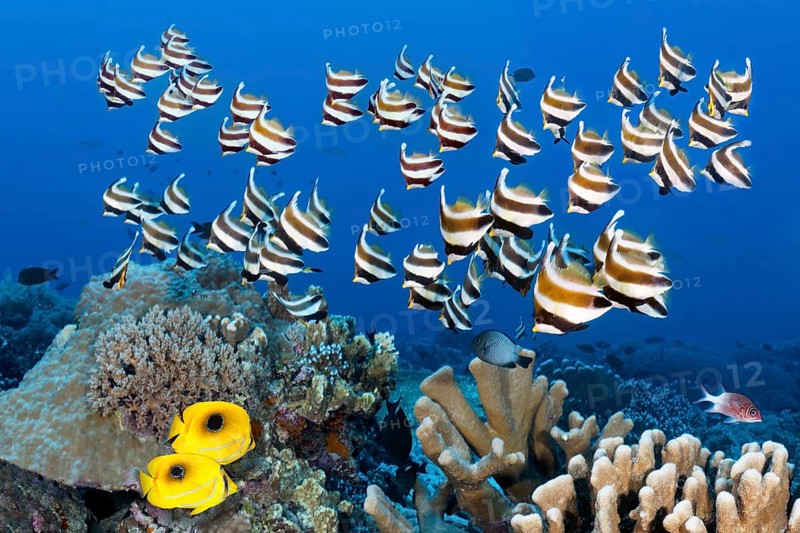 Swarm of fish Pacific bannerfish
