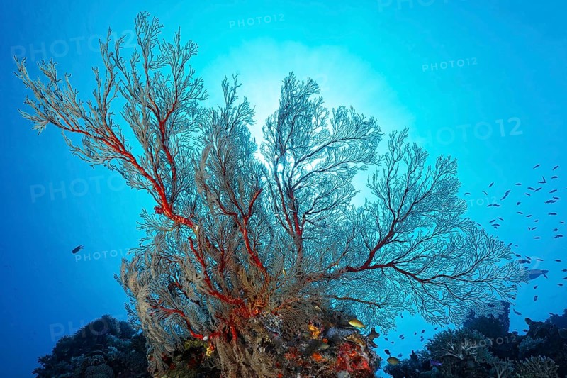 Reef drop-off with large Melithaea gorgonians