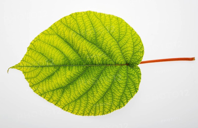 Leaf of Hardy kiwi