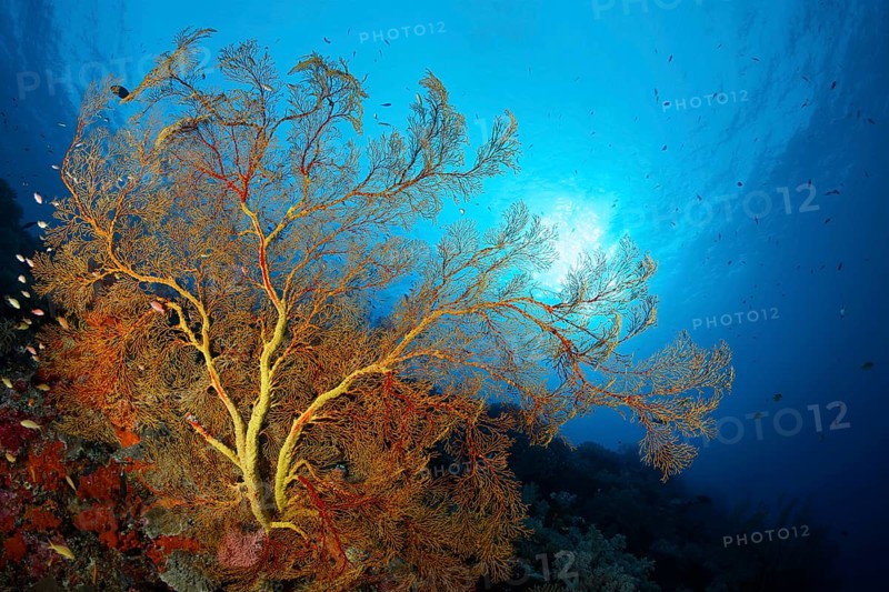 Coral reef with large Melthaea gorgonian