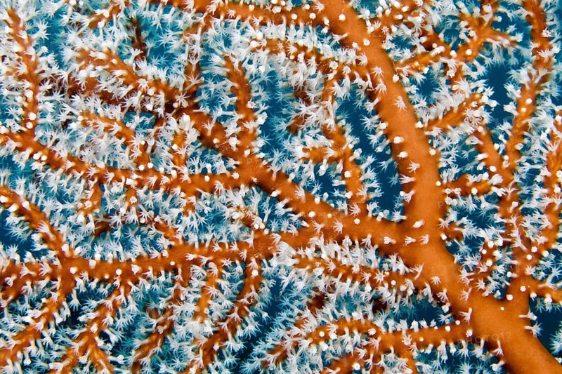 Detail