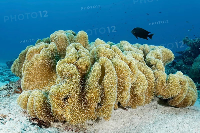 Leather coral