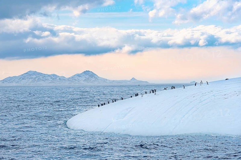 Gentoo penguins