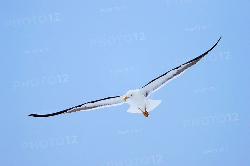 Flying Lesser black-backed gull