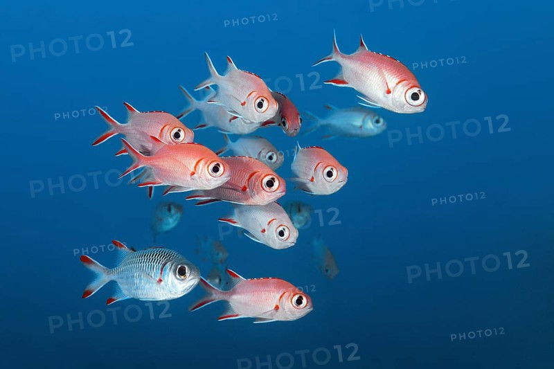 Pinecone soldierfish