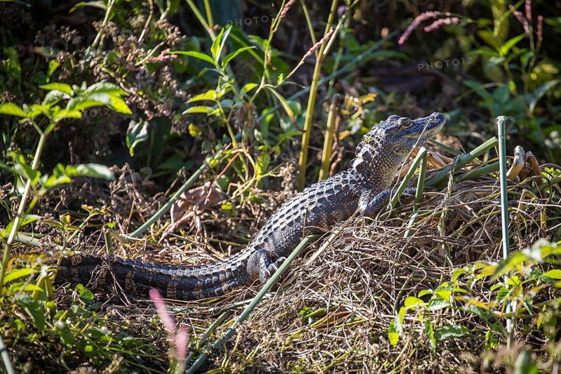 Juvenile American alligator