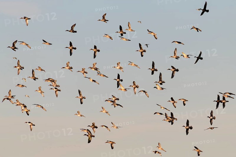 Eurasian Wigeons