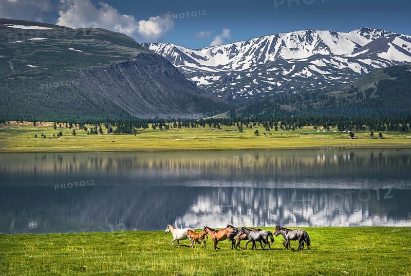 Herd of horses running at the lake