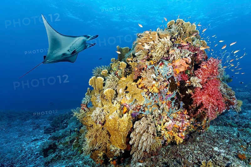Reef manta ray