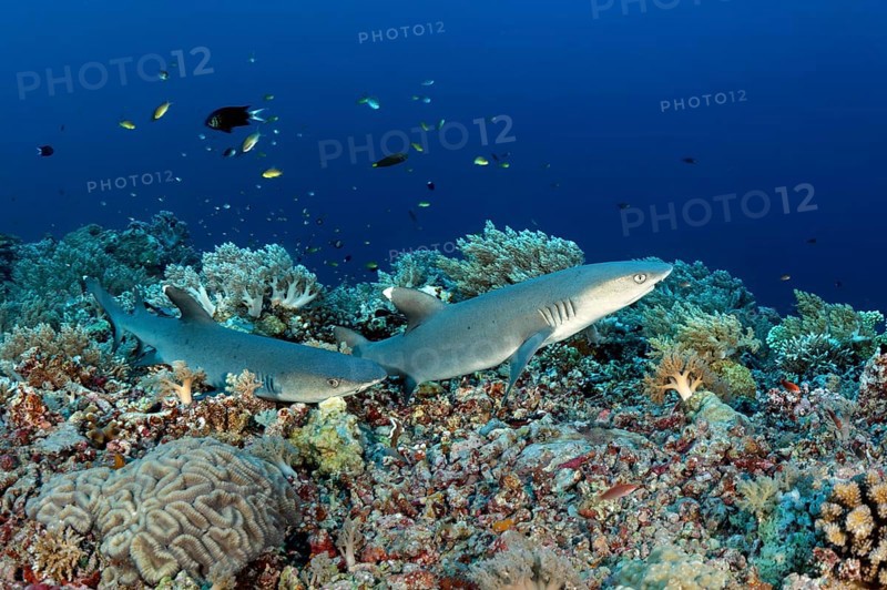 Whitetip reef sharks