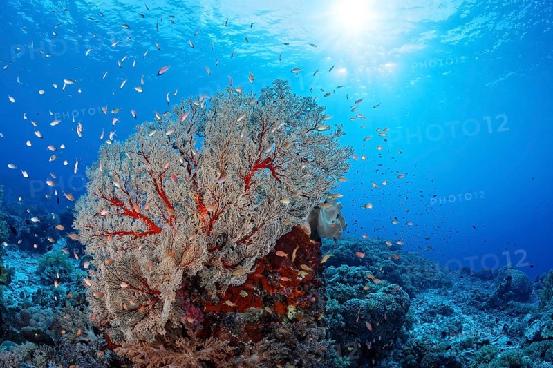 Coral block with large Melithaea gorgonians