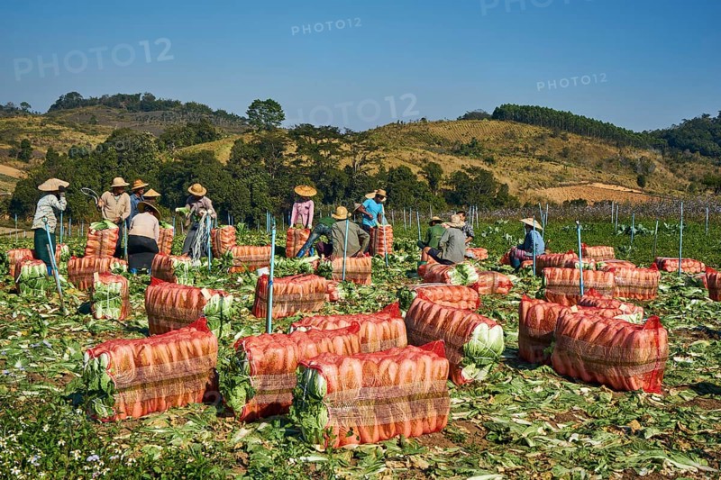 Shan farmers