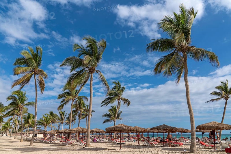 Bathers on the beach with palm trees
