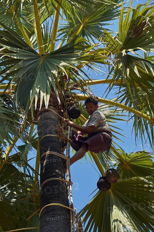 Man climbing palmyra palm