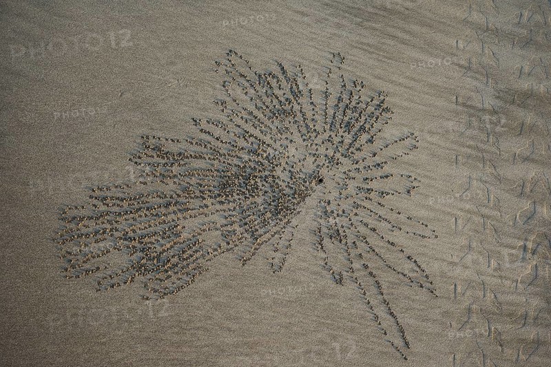 Star-shaped pattern of sand pebbles and cave of Sand bubbler crab