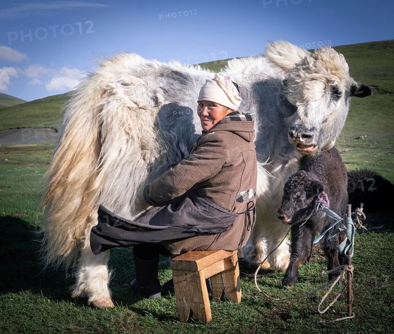 Old shepherdess milking a Yak