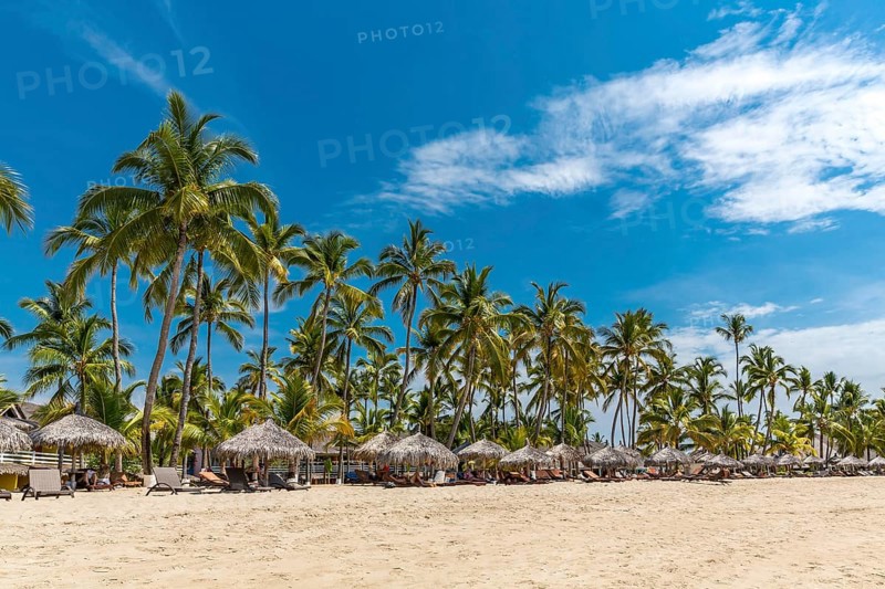 Row of palm trees