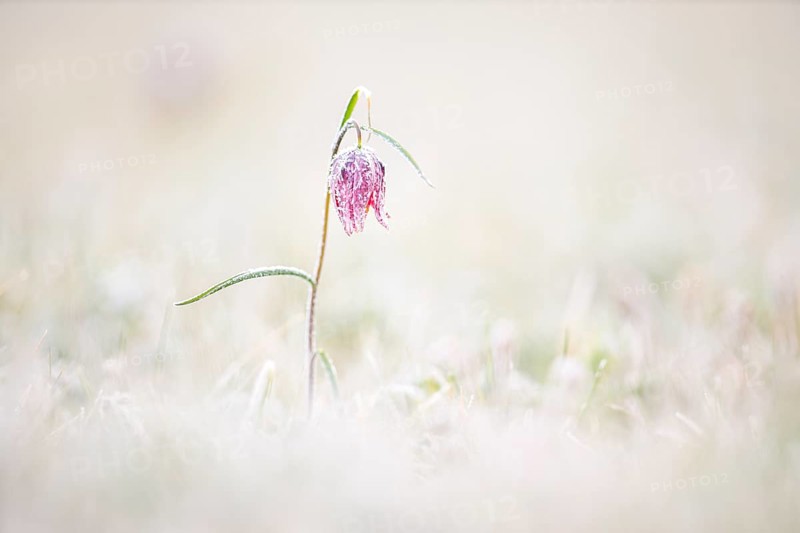 Snake's Head Fritillary