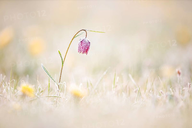 Snake's Head Fritillary