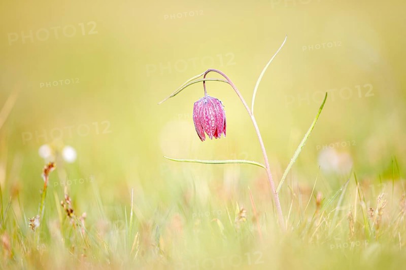 Snake's Head Fritillary