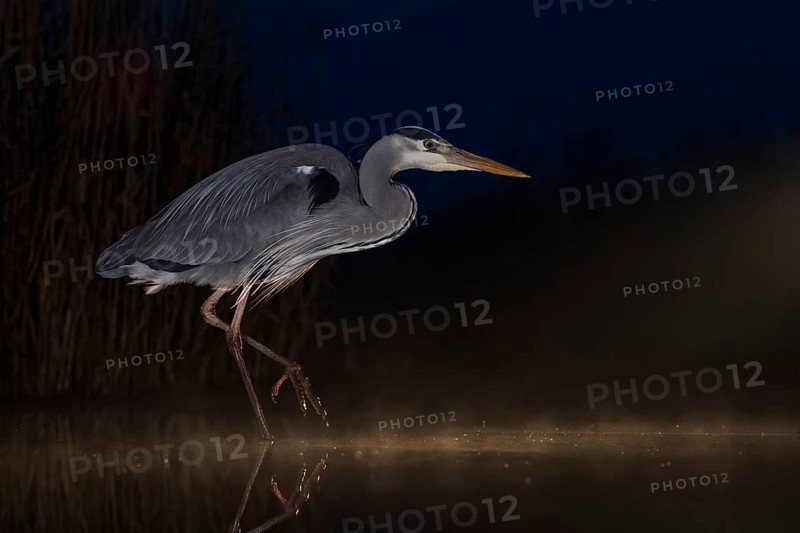 Grey heron