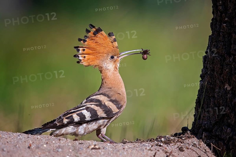 Hoopoe