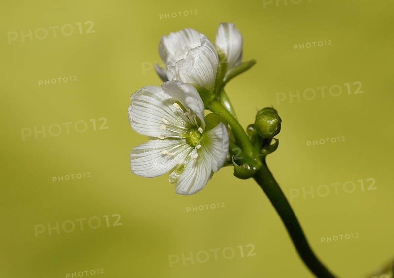 Venus flytrap