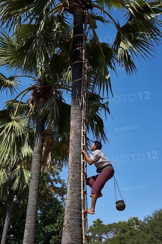 Man climbing palmyra palm