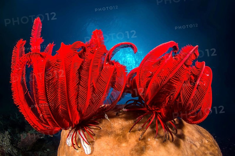 Two Red feather star
