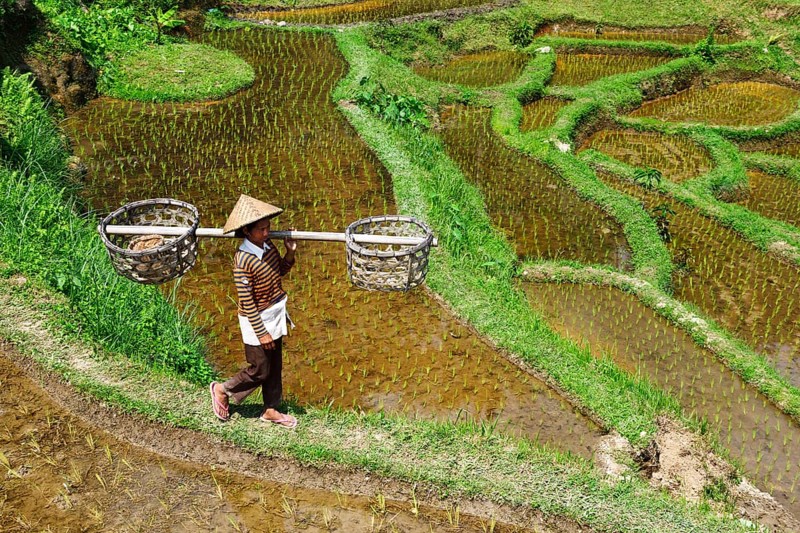 Rice farmer in the rice paddies of Tegallalang